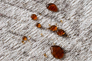 Dywan łatwoczyszczący JAVA IVORY 200x300 cm